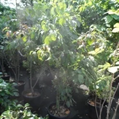 Veelbloemige Kornoelje (Cornus Florida 'Cloud Nine') -Tuin Vormen Verkoopwinkel cornus florida 150 175 200 c50 1