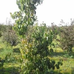 Veelbloemige Kornoelje (Cornus Florida 'Cloud Nine') -Tuin Vormen Verkoopwinkel cornus florida 180