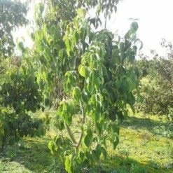 Veelbloemige Kornoelje (Cornus Florida 'Cloud Nine') -Tuin Vormen Verkoopwinkel cornus florida 180 3