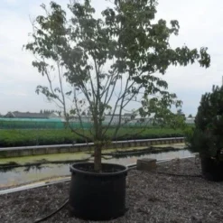 Veelbloemige Kornoelje (Cornus Florida 'Cloud Nine') -Tuin Vormen Verkoopwinkel cornus florida 350 400 c750 1