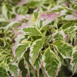Kornoelje (Cornus Florida 'Cherokee Daybreak') -Tuin Vormen Verkoopwinkel cornus florida cherokee daybreak 1