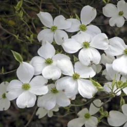 Kornoelje (Cornus Florida 'Cherokee Daybreak') -Tuin Vormen Verkoopwinkel cornus florida cherokee daybreak 2