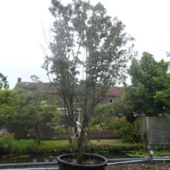 Amerikaanse Kornoelje (Cornus Florida 'Rubra') 17 Amerikaanse Kornoelje (Cornus Florida 'Rubra') -Tuin Vormen Verkoopwinkel cornus florida rubra 400 500 c750