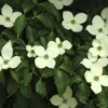 Japanse Kornoelje (Cornus Kousa) -Tuin Vormen Verkoopwinkel cornus kousa