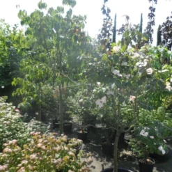 Japanse Kornoelje (Cornus Kousa) -Tuin Vormen Verkoopwinkel cornus kousa in soorten halfstam c50