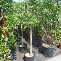 Japanse Kornoelje (Cornus Kousa) -Tuin Vormen Verkoopwinkel cornus kousa satomi 100stam c20