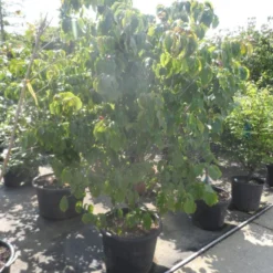 Japanse Kornoelje (Cornus Kousa) -Tuin Vormen Verkoopwinkel cornus kousa satomi 200 225