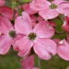Amerikaanse Kornoelje (Cornus Florida 'Rubra') -Tuin Vormen Verkoopwinkel cornusflorida rubrav01