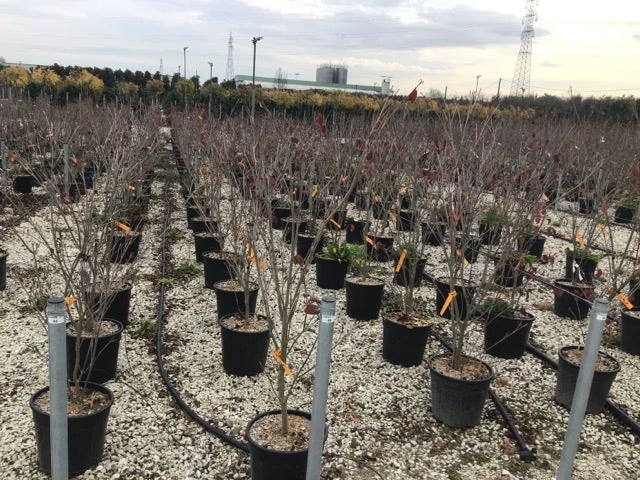 Kornoelje (Cornus Kousa 'Teutonia') 4 Kornoelje (Cornus Kousa 'Teutonia') - Afbeelding 2