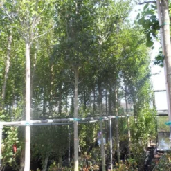 Meidoorn Als Boom (Crataegus Lavallei 'Carrierei') 7 Meidoorn Als Boom (Crataegus Lavallei 'Carrierei') -Tuin Vormen Verkoopwinkel crataegus lavallei carrierei 14 16ho cont