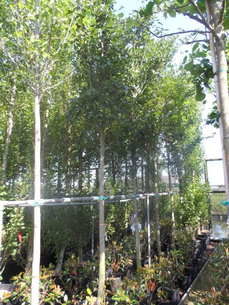 Meidoorn Als Boom (Crataegus Lavallei 'Carrierei') 5 Meidoorn Als Boom (Crataegus Lavallei 'Carrierei') - Afbeelding 3