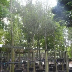 Rode Meidoorn (Crataegus Laevigata 'Paul's Scarlet') -Tuin Vormen Verkoopwinkel crataegus media paul s scarlet 25 30ho c350 1