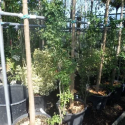 Meidoorn Als Boom (Crataegus Monogyna 'Stricta') -Tuin Vormen Verkoopwinkel crataegus monogyna 125 150 175 c7