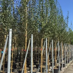 Rode Meidoorn (Crataegus Laevigata 'Paul's Scarlet') -Tuin Vormen Verkoopwinkel crataegus paul scarlet