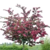 Rode Meidoorn (Crataegus Laevigata 'Paul's Scarlet') -Tuin Vormen Verkoopwinkel crataegus x media paul s scarlet01