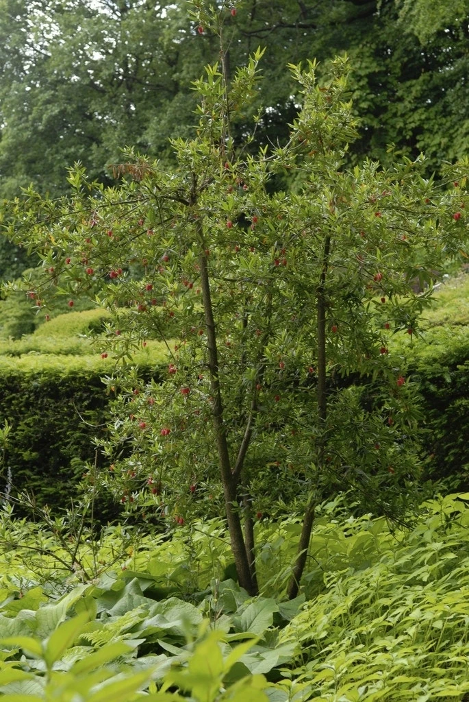 Chileense Lantaarnboom (Crinodendron Hookerianum) 6 Chileense Lantaarnboom (Crinodendron Hookerianum) - Afbeelding 4