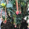Chileense Lantaarnboom (Crinodendron Hookerianum) -Tuin Vormen Verkoopwinkel crinodendron hookerianum