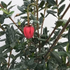 Chileense Lantaarnboom (Crinodendron Hookerianum) 8 Chileense Lantaarnboom (Crinodendron Hookerianum) -Tuin Vormen Verkoopwinkel crinodendron hookerianum c20 1 1