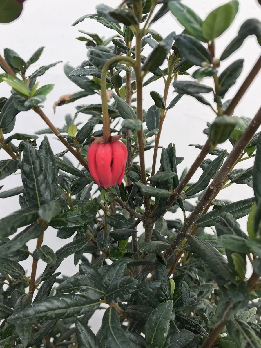Chileense Lantaarnboom (Crinodendron Hookerianum) 5 Chileense Lantaarnboom (Crinodendron Hookerianum) - Afbeelding 3