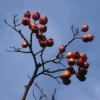Meidoorn Als Boom (Crataegus Lavallei 'Carrierei') -Tuin Vormen Verkoopwinkel crlcarri 11