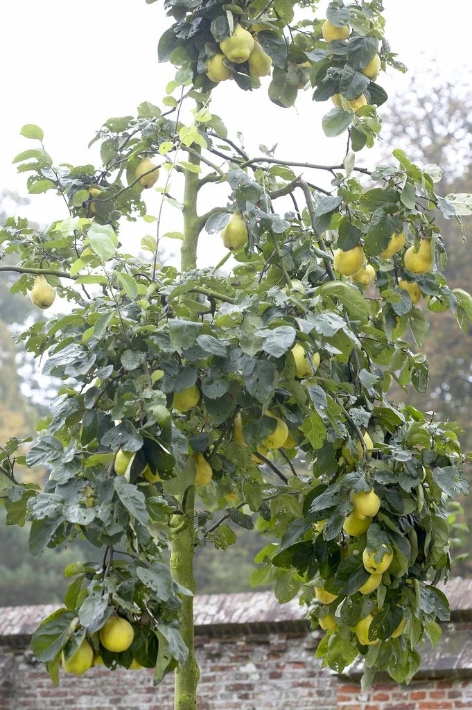 Kweepeer (Cydonia Oblonga 'Portugal') 3 Kweepeer (Cydonia Oblonga 'Portugal')