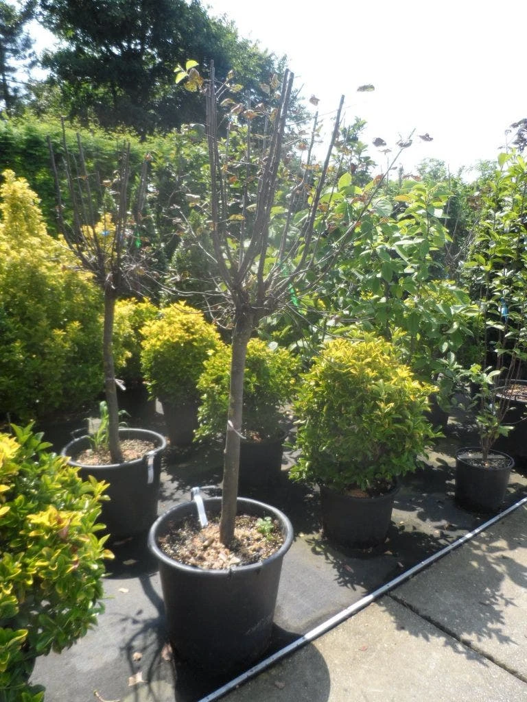 Kweepeer (Cydonia Oblonga) 8 Kweepeer (Cydonia Oblonga) - Image 6