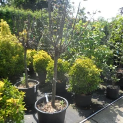 Kweepeer (Cydonia Oblonga) -Tuin Vormen Verkoopwinkel cydonia oblonga halfstam 14 16 18