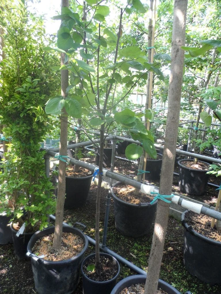 Kweepeer (Cydonia Oblonga) 7 Kweepeer (Cydonia Oblonga) - Image 5