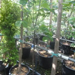 Kweepeer (Cydonia Oblonga) -Tuin Vormen Verkoopwinkel cydonia oblonga halfstam 5 6 8 c10