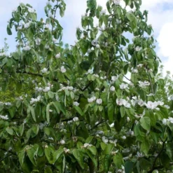 Kweepeer Als Halfstam (Cydonia Oblonga 'Vranja')