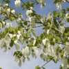 Zakdoekjesboom Als Struik (Davidia Involucrata) -Tuin Vormen Verkoopwinkel davidia involucrata02 1