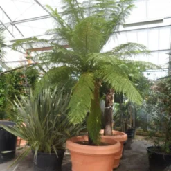 Boomvaren (Dicksonia Antarctica) -Tuin Vormen Verkoopwinkel dicksonia antarctica 160stam extra