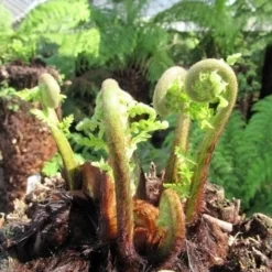 Grote Boomvaren (Dicksonia Antarctica) 28 Grote Boomvaren (Dicksonia Antarctica) -Tuin Vormen Verkoopwinkel dicksonia antarctica 3 1