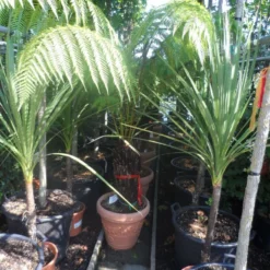 Grote Boomvaren (Dicksonia Antarctica) 23 Grote Boomvaren (Dicksonia Antarctica) -Tuin Vormen Verkoopwinkel dicksonia antarctica 40stam cont. 1