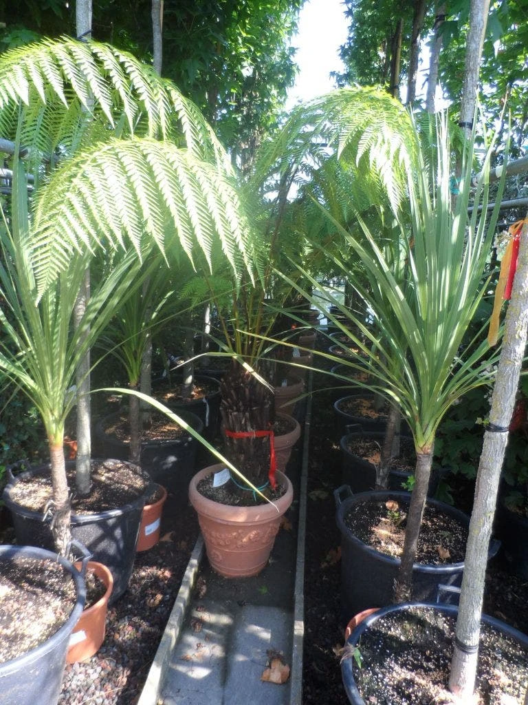 Grote Boomvaren (Dicksonia Antarctica) 10 Grote Boomvaren (Dicksonia Antarctica) - Afbeelding 8