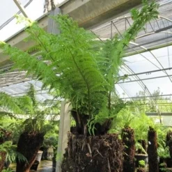 Boomvaren (Dicksonia Antarctica) -Tuin Vormen Verkoopwinkel dicksonia antarctica 4