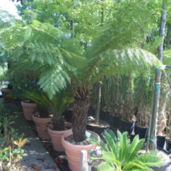 Boomvaren (Dicksonia Antarctica) -Tuin Vormen Verkoopwinkel dicksonia antarctica 70 80stam