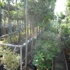 Kaki (Diospyros Kaki) -Tuin Vormen Verkoopwinkel diospyros kaki halfstam 12 14