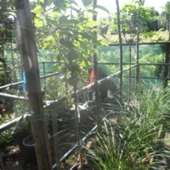 Kaki (Diospyros Kaki) -Tuin Vormen Verkoopwinkel diospyros kaki halfstam 5 6 8 c10