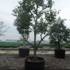 Kaki (Diospyros Kaki) -Tuin Vormen Verkoopwinkel diospyros kaki muscat solitair