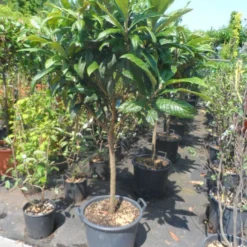 Japanse Mispel Als Boom (Eriobotrya Japonica) 8 Japanse Mispel Als Boom (Eriobotrya Japonica) -Tuin Vormen Verkoopwinkel eriobotrya japonica 60stam c30