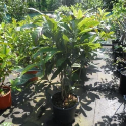 Japanse Mispel Als Boom (Eriobotrya Japonica) 9 Japanse Mispel Als Boom (Eriobotrya Japonica) -Tuin Vormen Verkoopwinkel eriobotrya japonica 80 100 125 c35