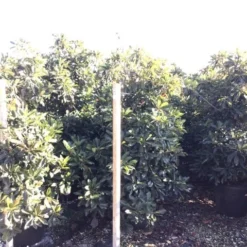 Japanse Mispel (Eriobotrya Japonica 'Coppertone') 5 Japanse Mispel (Eriobotrya Japonica 'Coppertone') -Tuin Vormen Verkoopwinkel eriobotryacoppertone