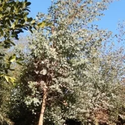 Eucalyptus Als Boom (Eucalyptus Gunnii) -Tuin Vormen Verkoopwinkel eucalypthus gunii 10 12 2