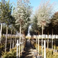 Eucalyptus Als Boom (Eucalyptus Gunnii)