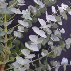 Winterharde Eucalyptus (Eucalyptus Gunnii 'Azura') -Tuin Vormen Verkoopwinkel eucalyptus azura 2