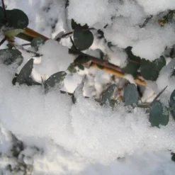 Winterharde Eucalyptus (Eucalyptus Gunnii 'Azura') -Tuin Vormen Verkoopwinkel eucalyptus azura hardy