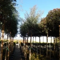 Eucalyptus Als Boom (Eucalyptus Gunnii) -Tuin Vormen Verkoopwinkel eucalyptus gunnii 12 14 2