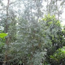 Winterharde Gomboom (Eucalyptus Gunnii) 12 Winterharde Gomboom (Eucalyptus Gunnii) -Tuin Vormen Verkoopwinkel eucalyptus gunnii struikvorm c500