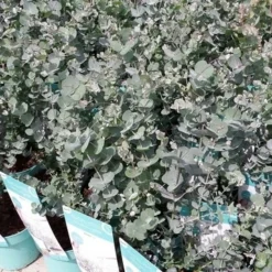 Winterharde Eucalyptus (Eucalyptus Gunnii 'Azura') -Tuin Vormen Verkoopwinkel eucalyptusazura01